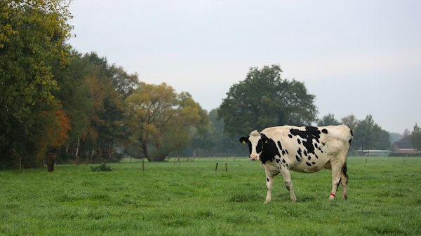 Benefits of Animal-Free Milk 4 img